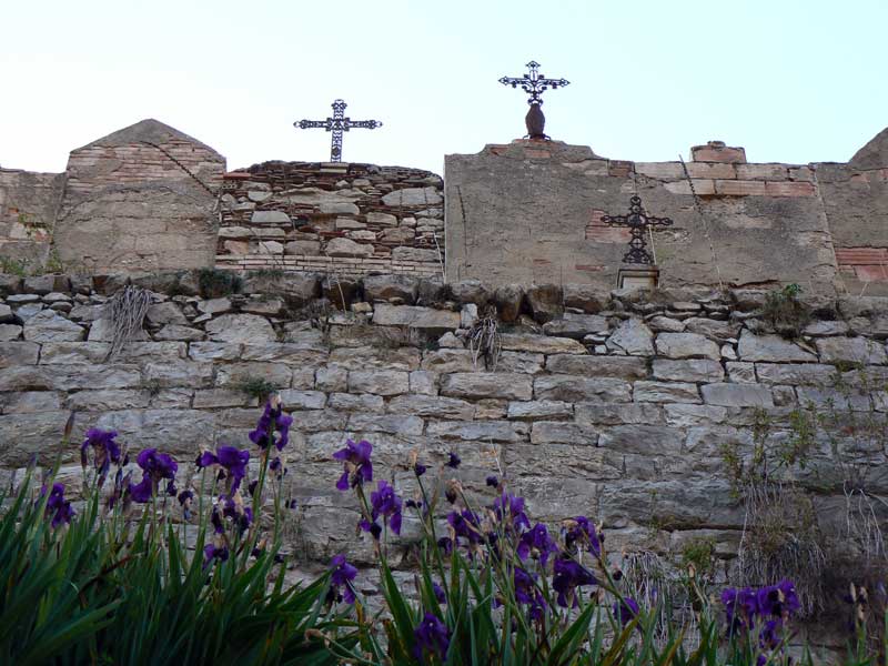 Iris de Janvier derrire Sainte Marguerite