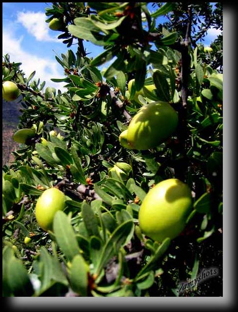 Arganiers au printemps